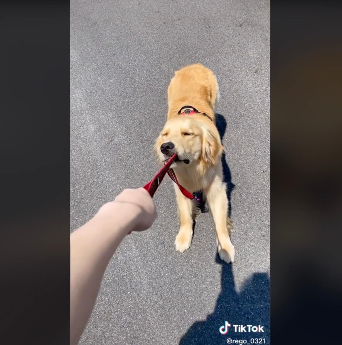 ゴールデンレトリーバー,動画