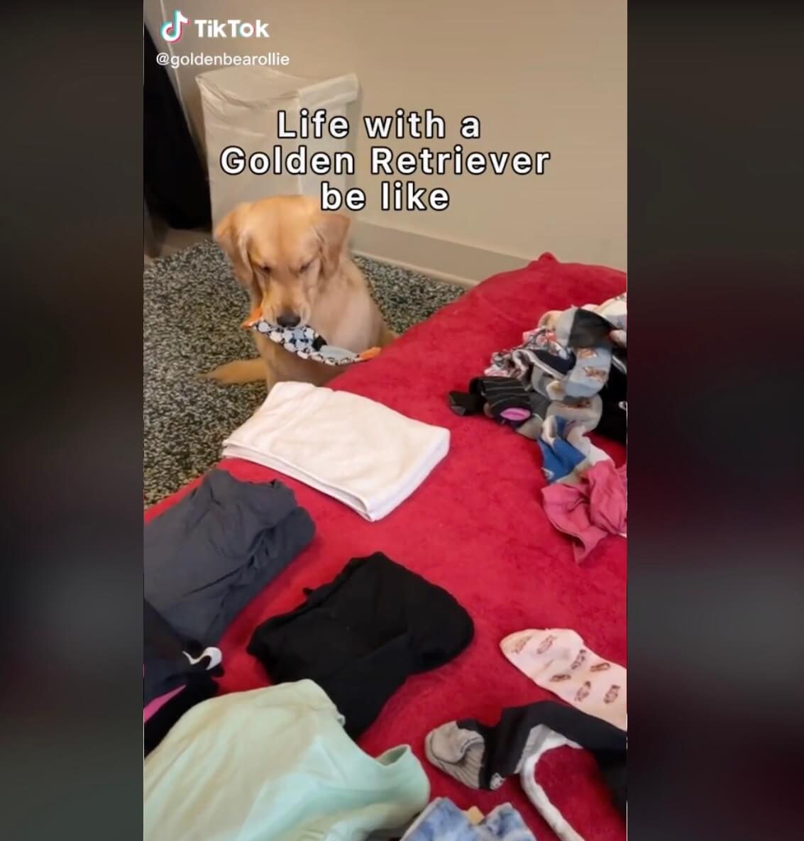 ゴールデンレトリーバー,動画