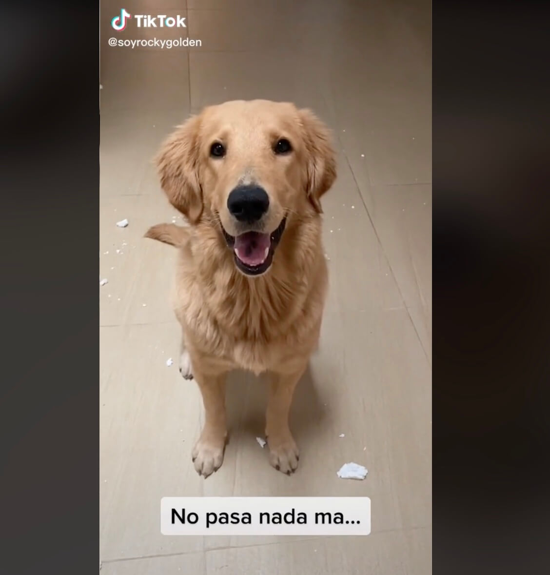 ゴールデンレトリーバー,動画