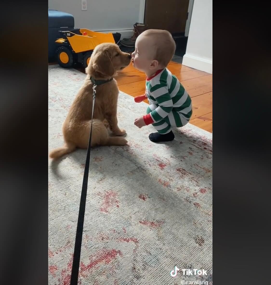 ゴールデンレトリーバー,動画