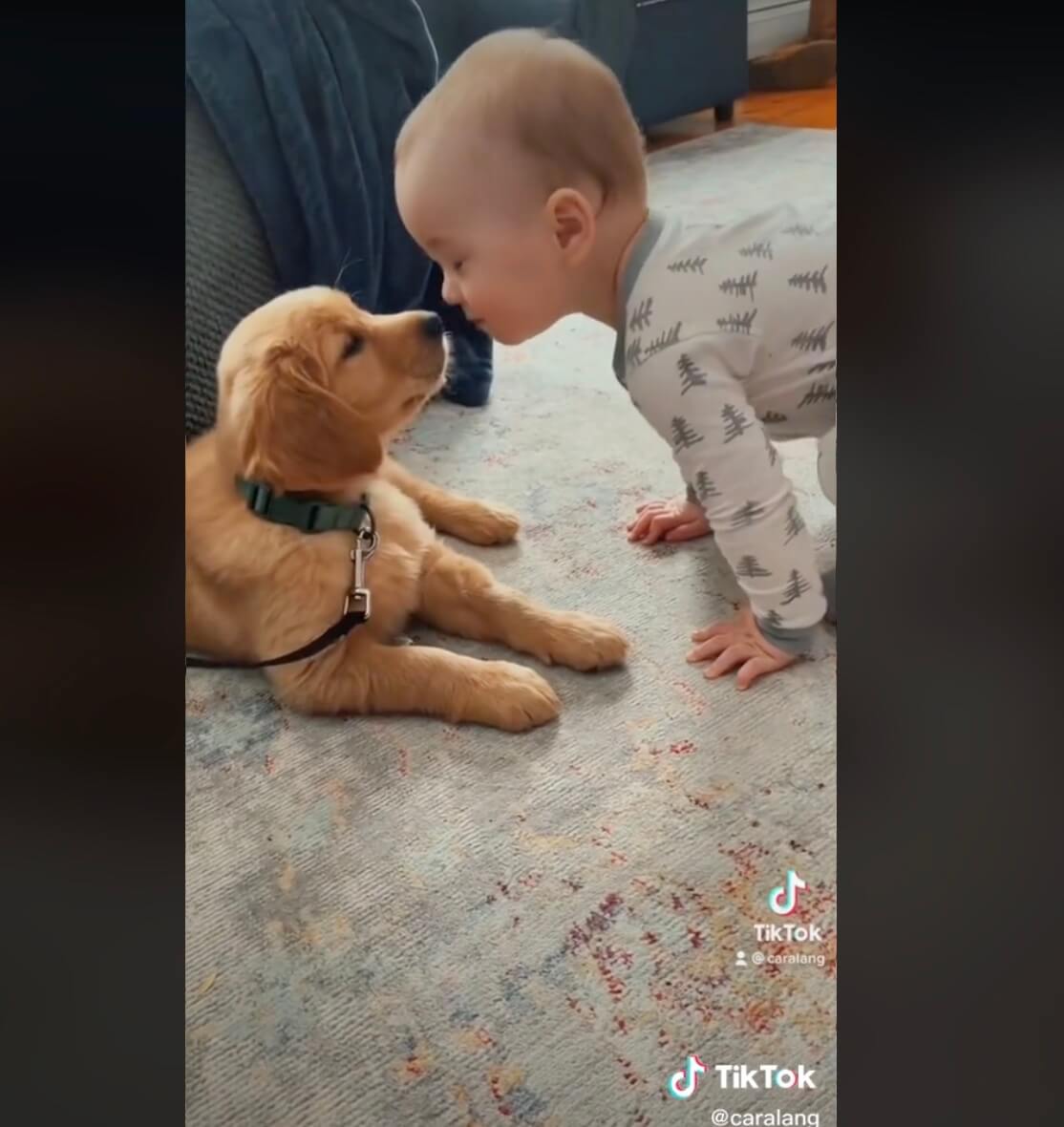 ゴールデンレトリーバー,動画