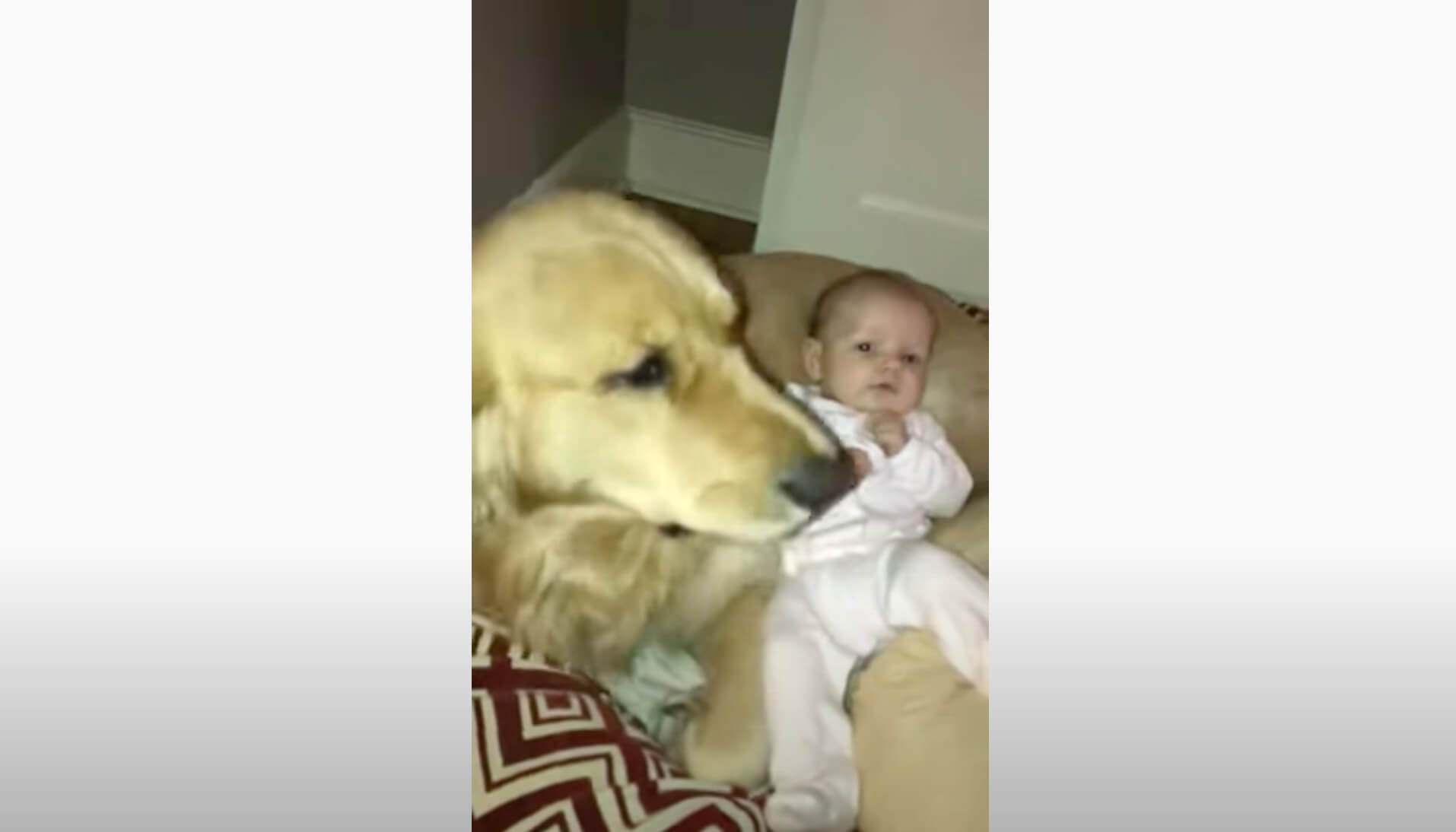 ゴールデンレトリーバー,動画