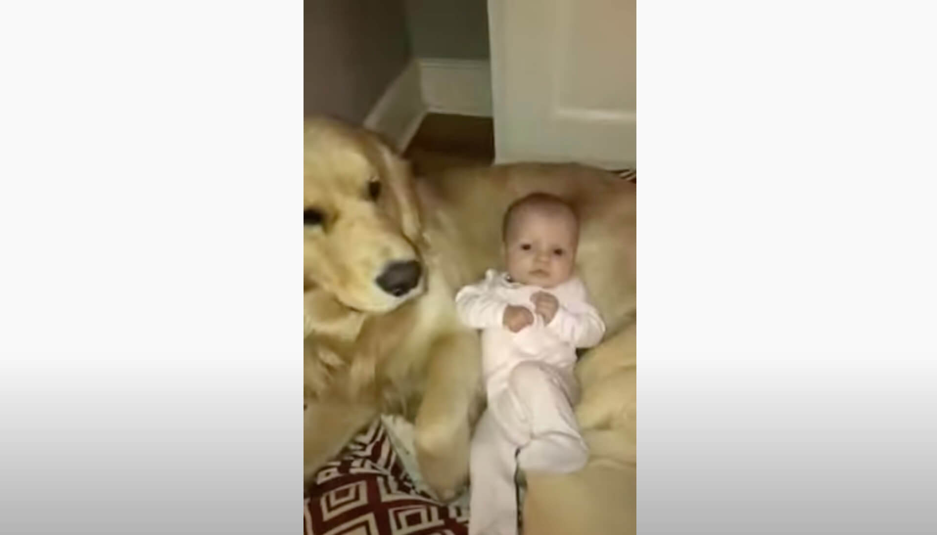 ゴールデンレトリーバー,動画