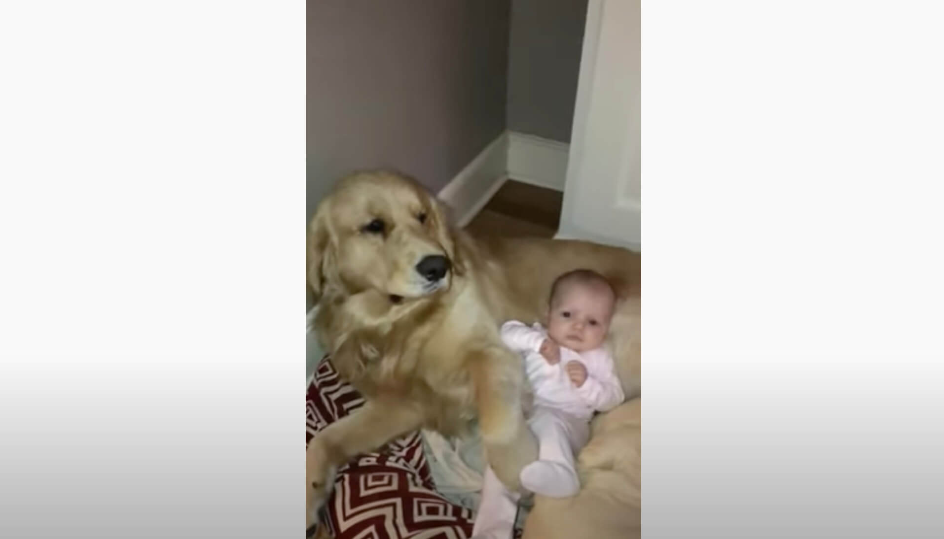 ゴールデンレトリーバー,動画