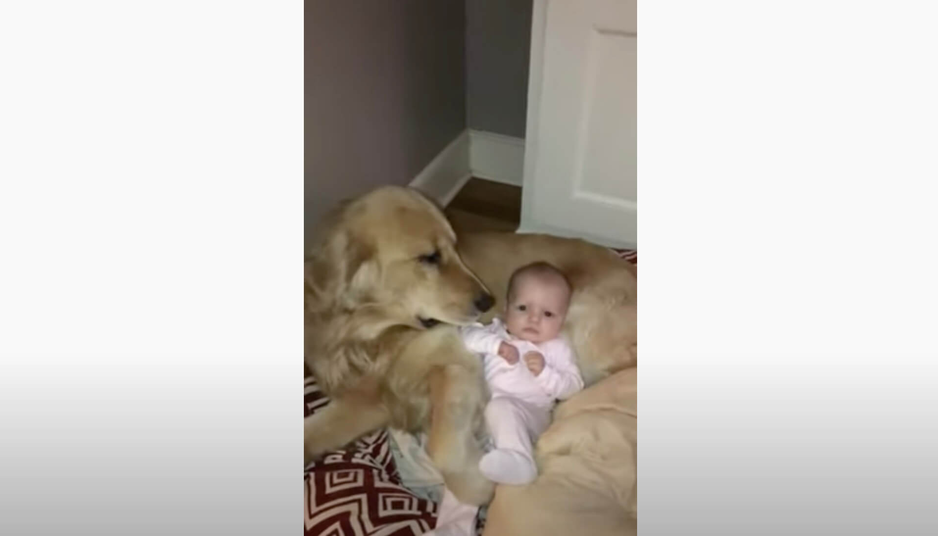 ゴールデンレトリーバー,動画