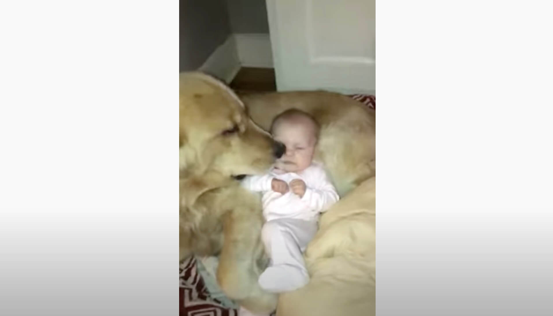 ゴールデンレトリーバー,動画