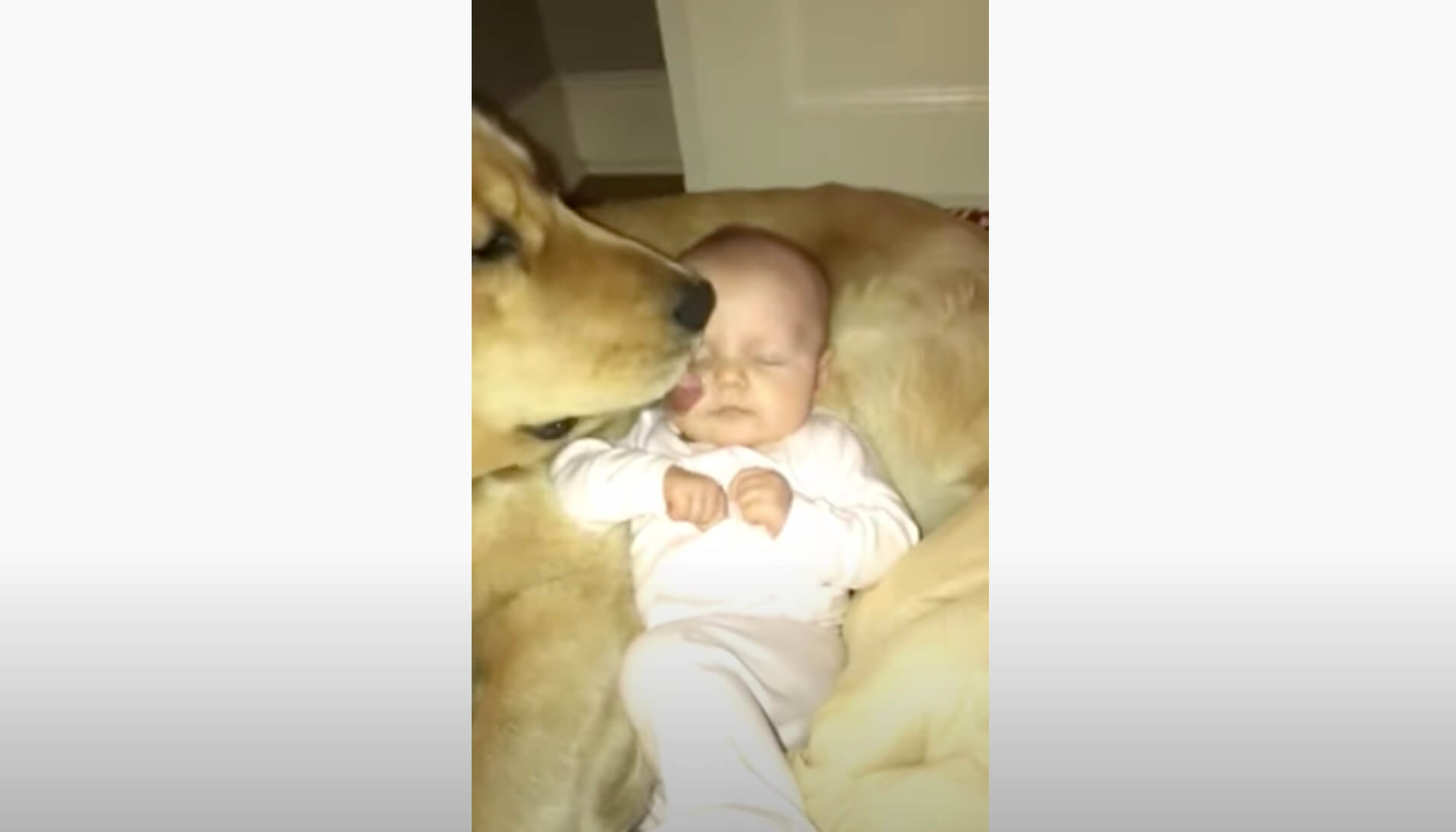 ゴールデンレトリーバー,動画