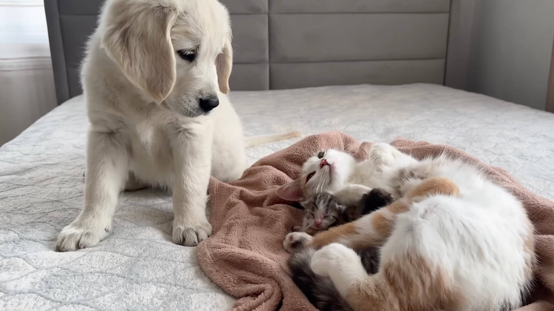 ゴールデンレトリーバー,動画