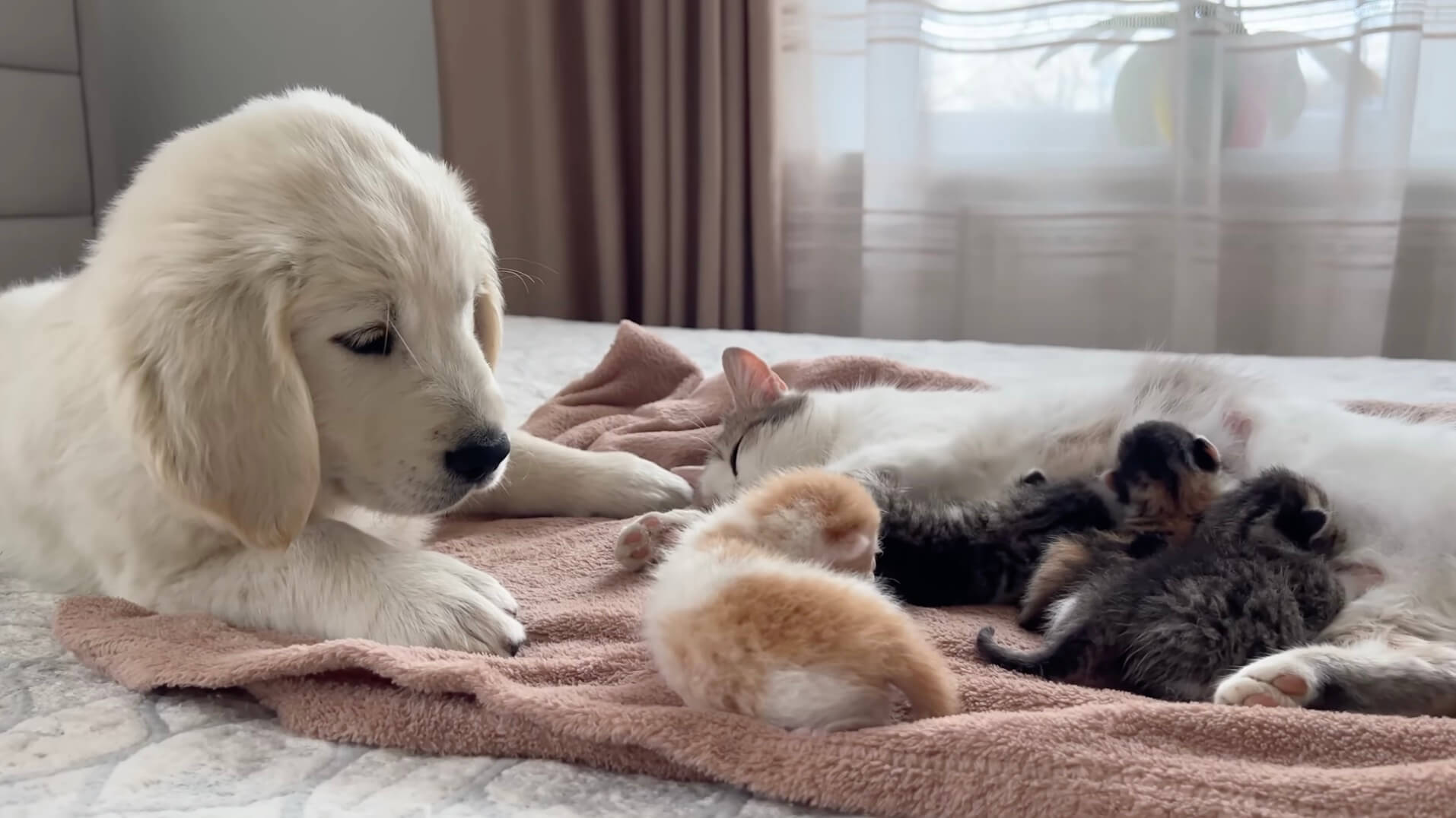 ゴールデンレトリーバー,動画