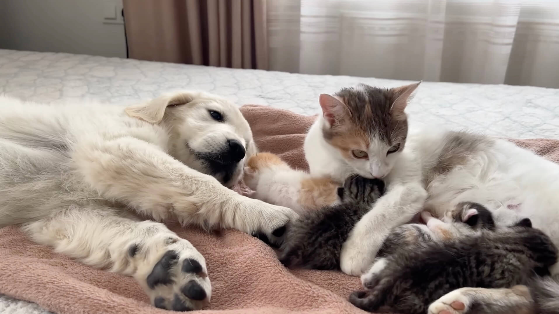 ゴールデンレトリーバー,動画