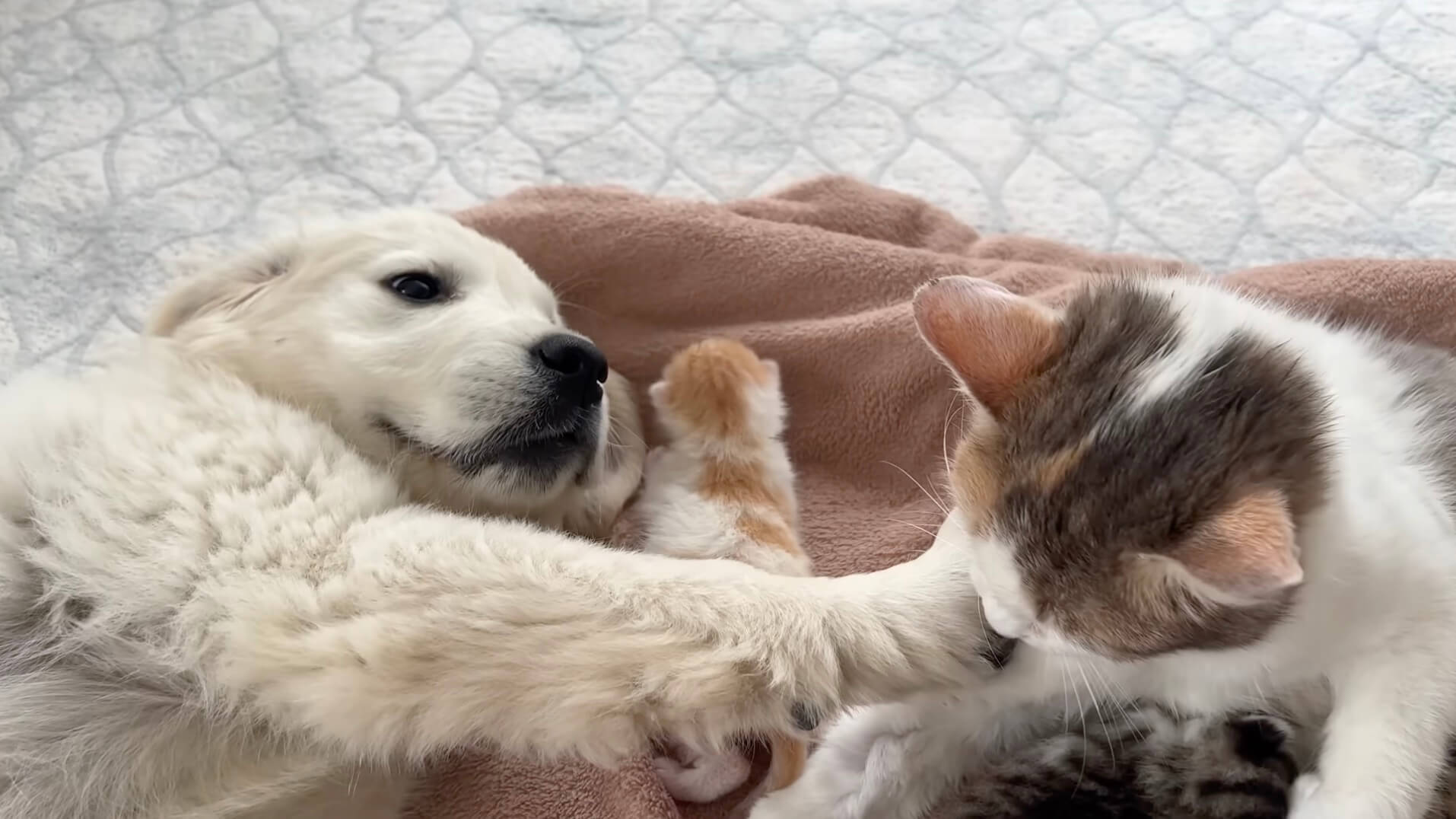 ゴールデンレトリーバー,動画