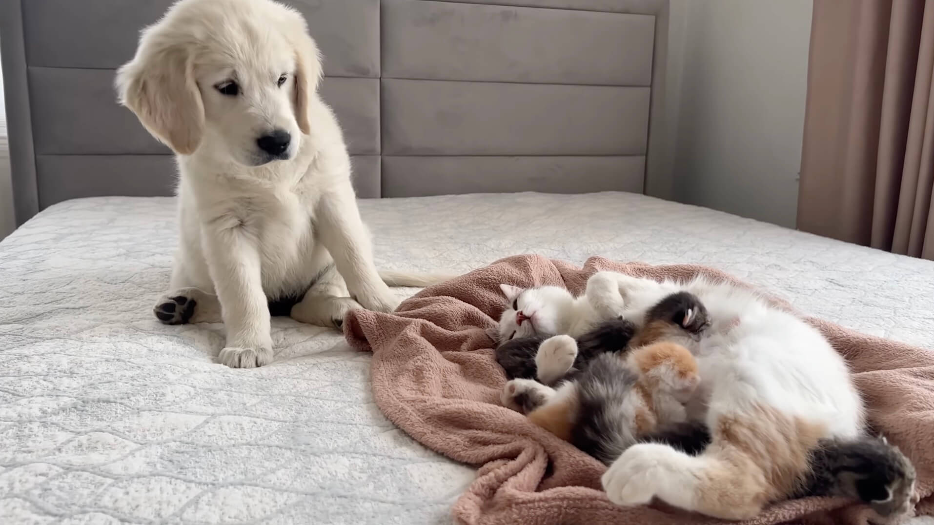 ゴールデンレトリーバー,動画