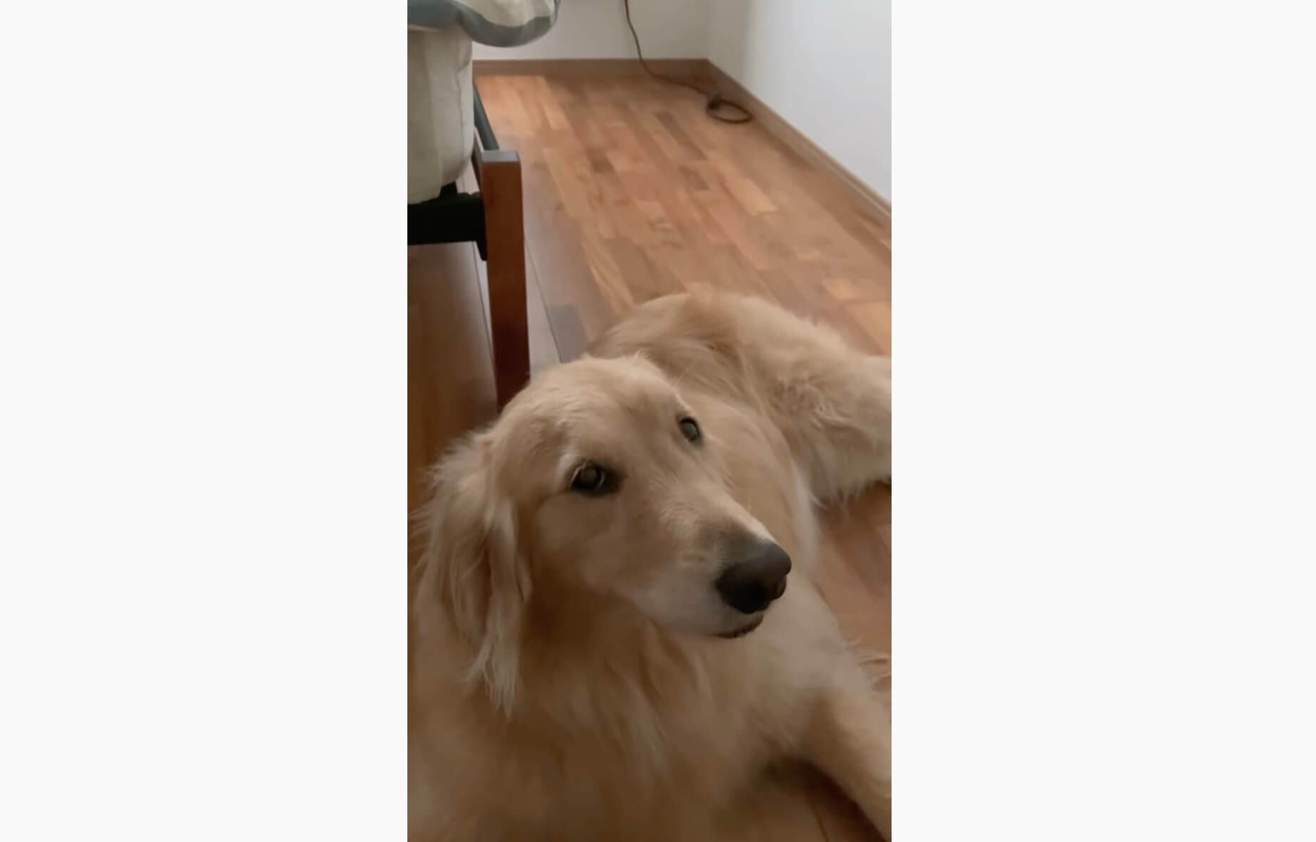 ゴールデンレトリーバー,動画