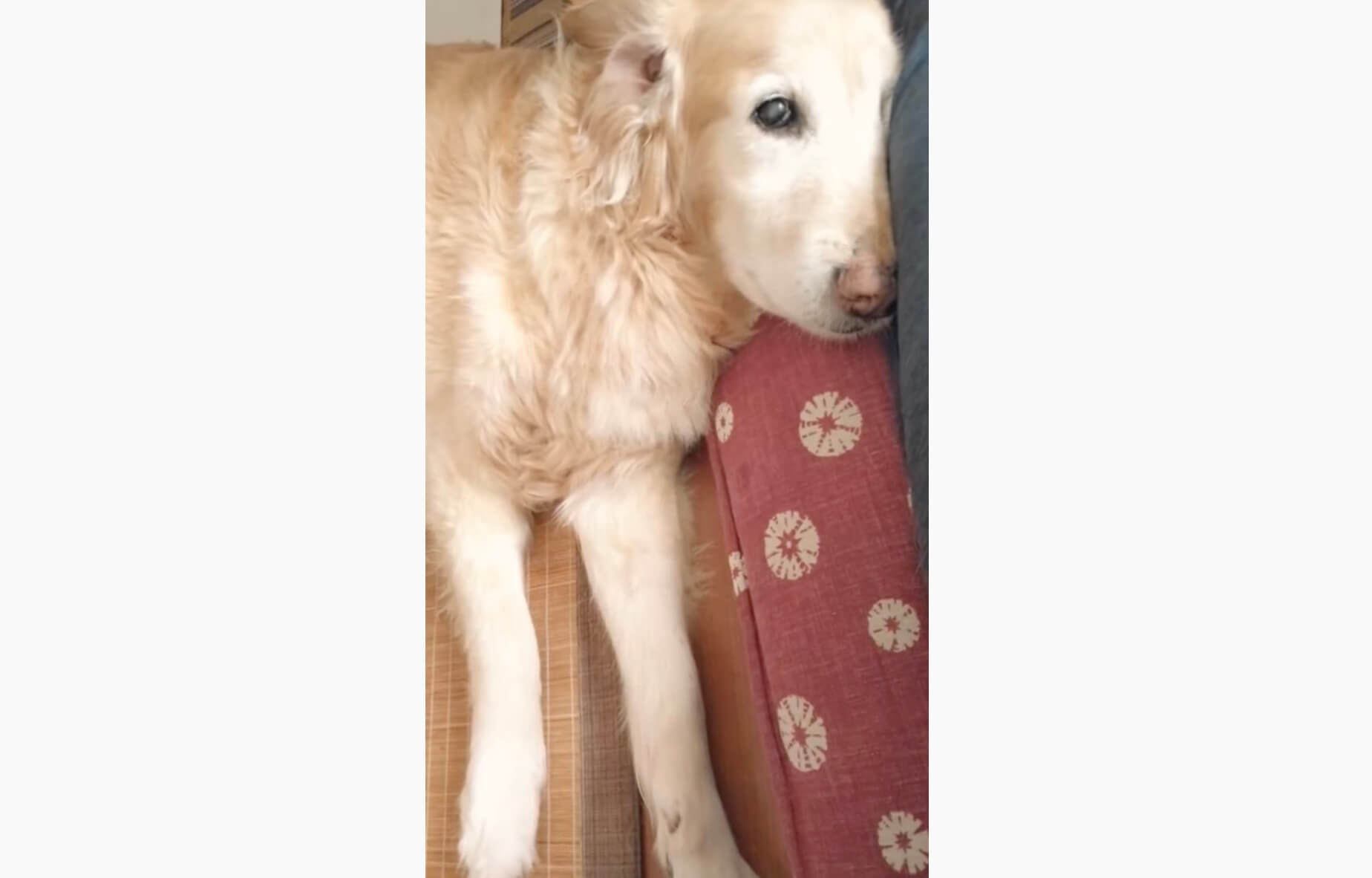 ゴールデンレトリーバー,動画