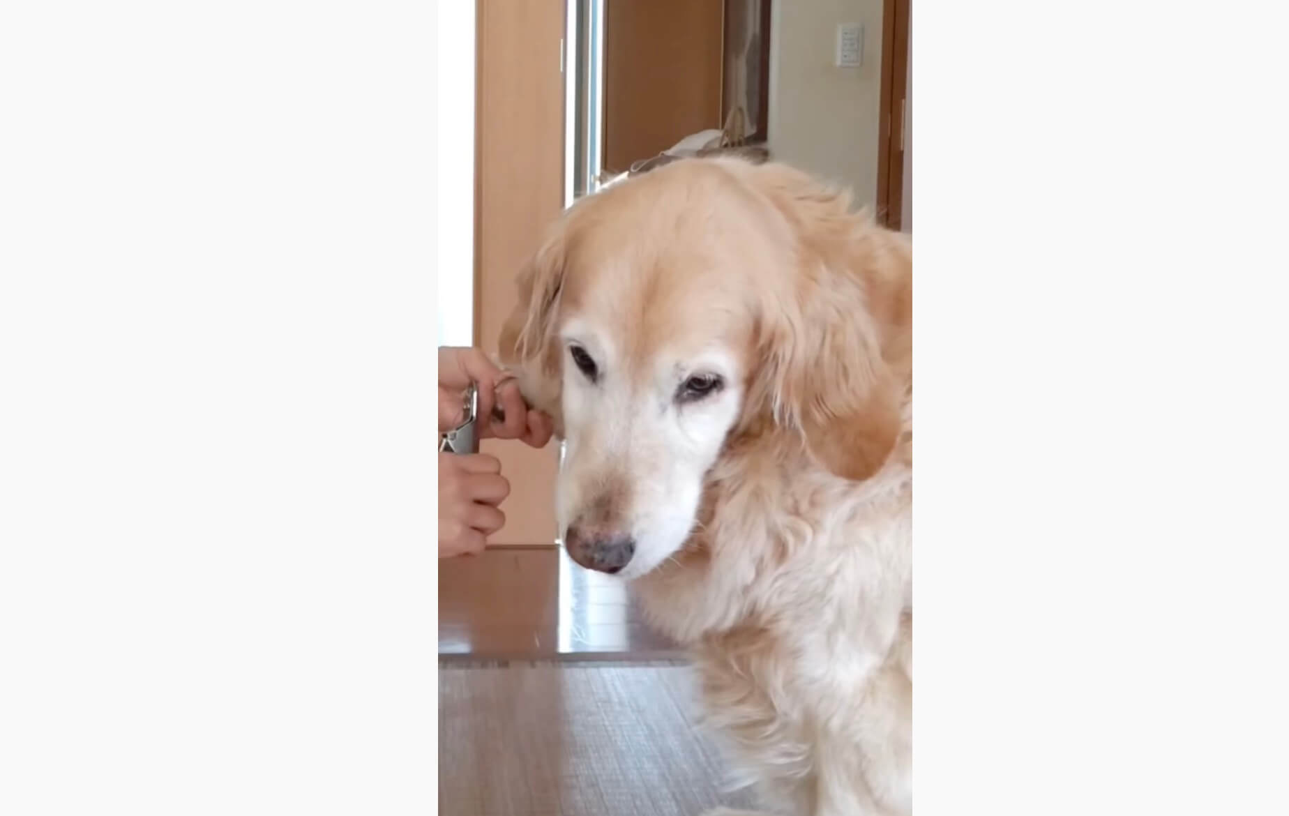 ゴールデンレトリーバー,動画