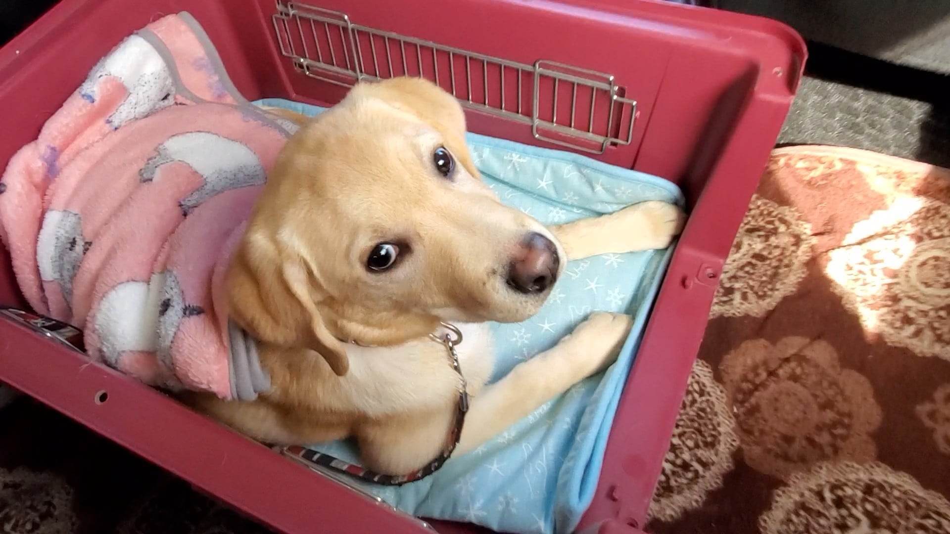 ラブラドールレトリーバー,取材