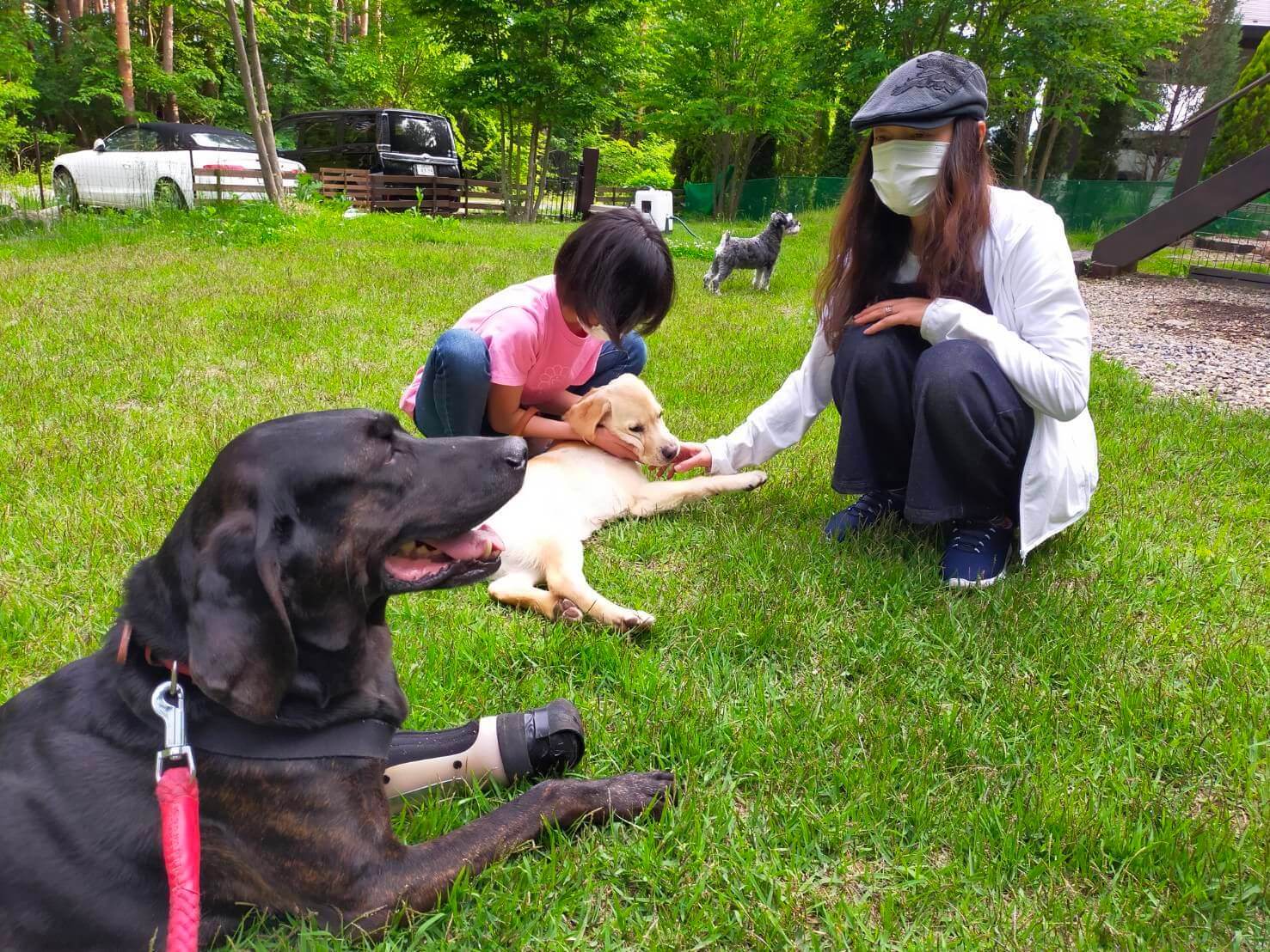 ラブラドールレトリーバー,取材