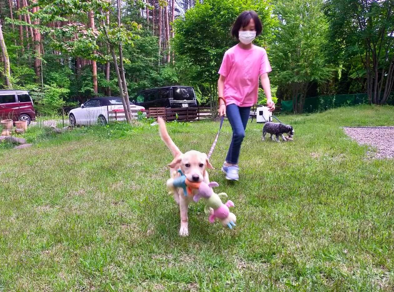 ラブラドールレトリーバー,取材