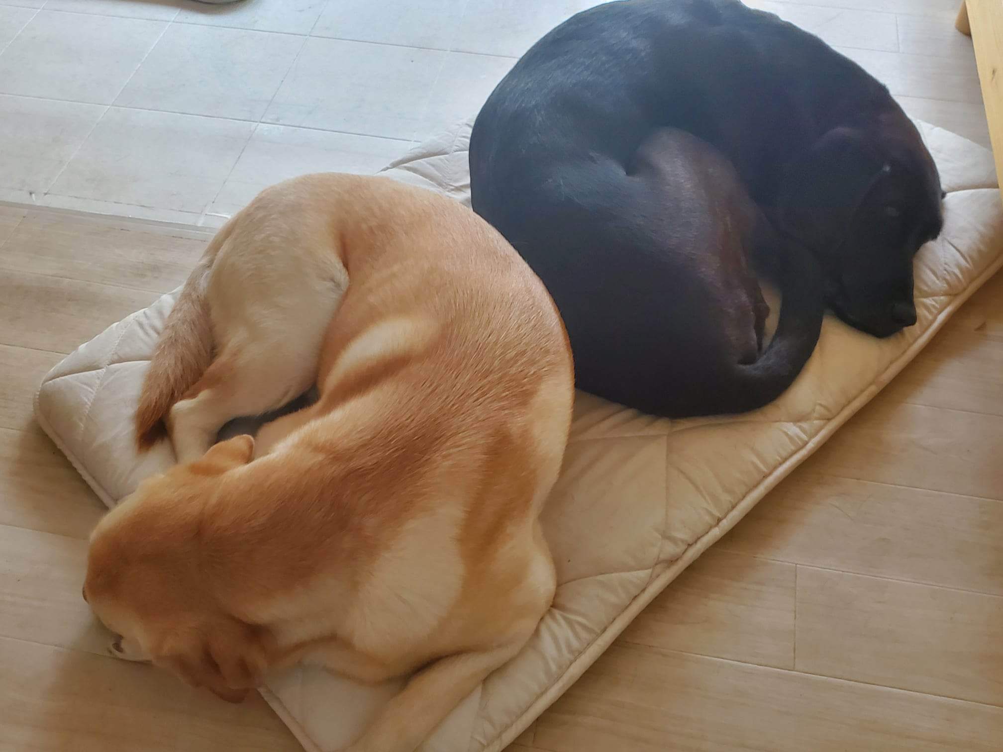 ラブラドールレトリーバー,取材