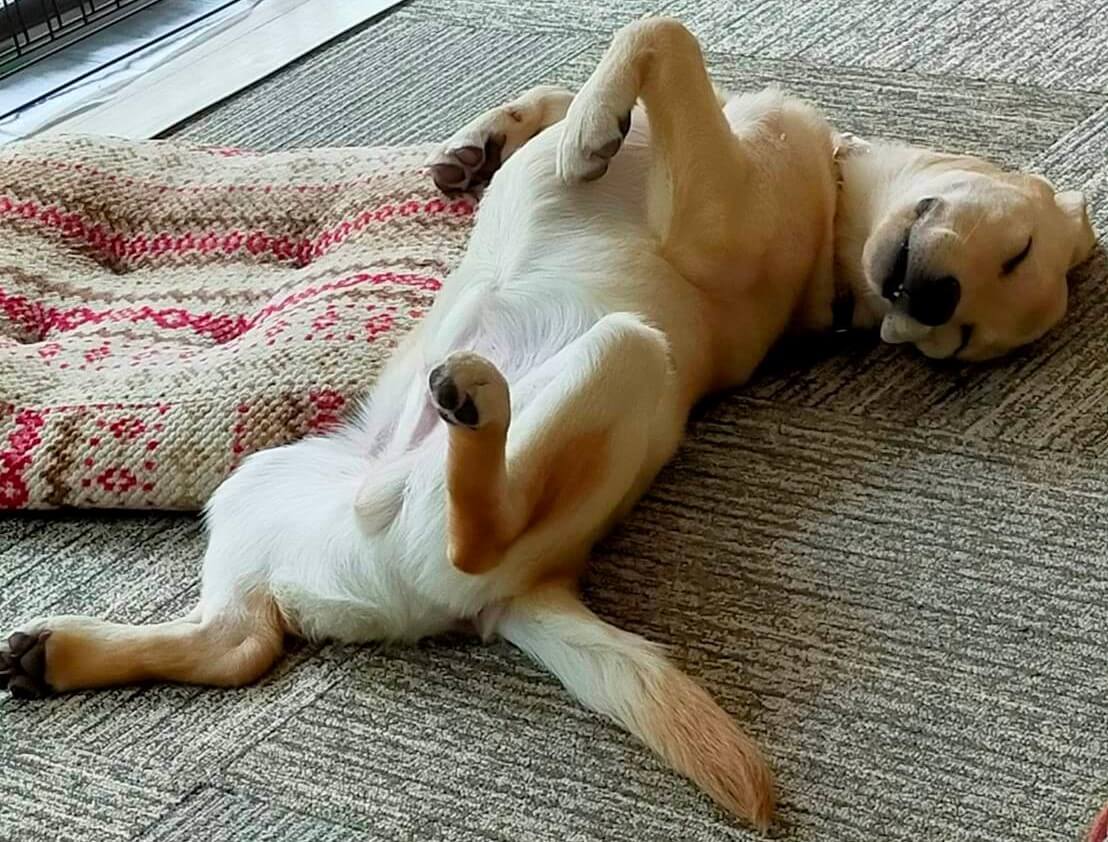 ラブラドールレトリーバー,取材