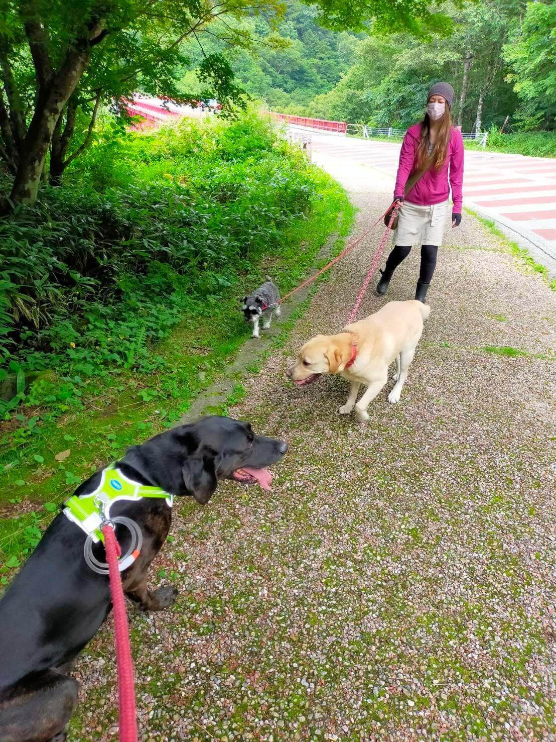 ラブラドールレトリーバー,取材