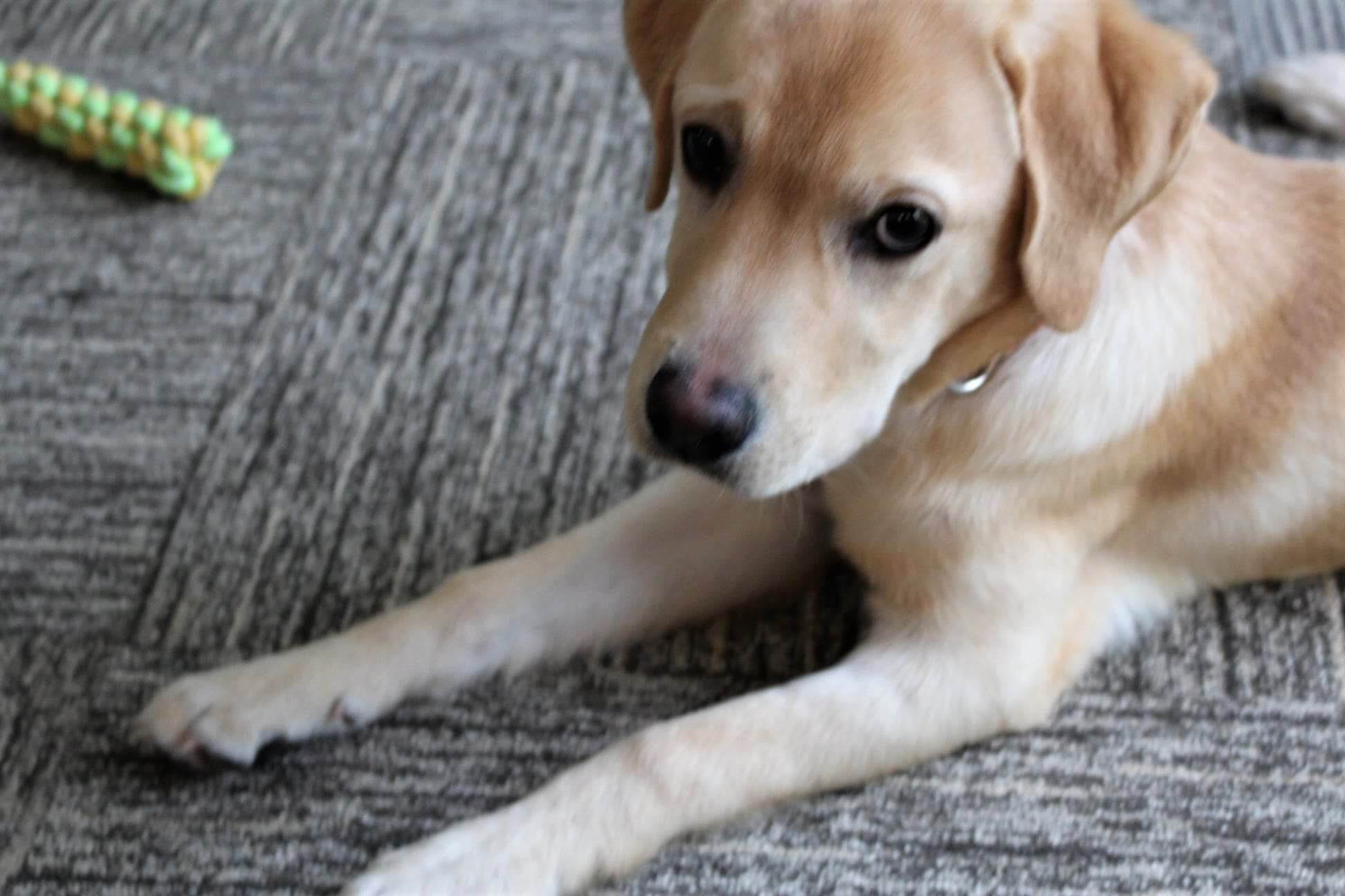 ラブラドールレトリーバー,取材