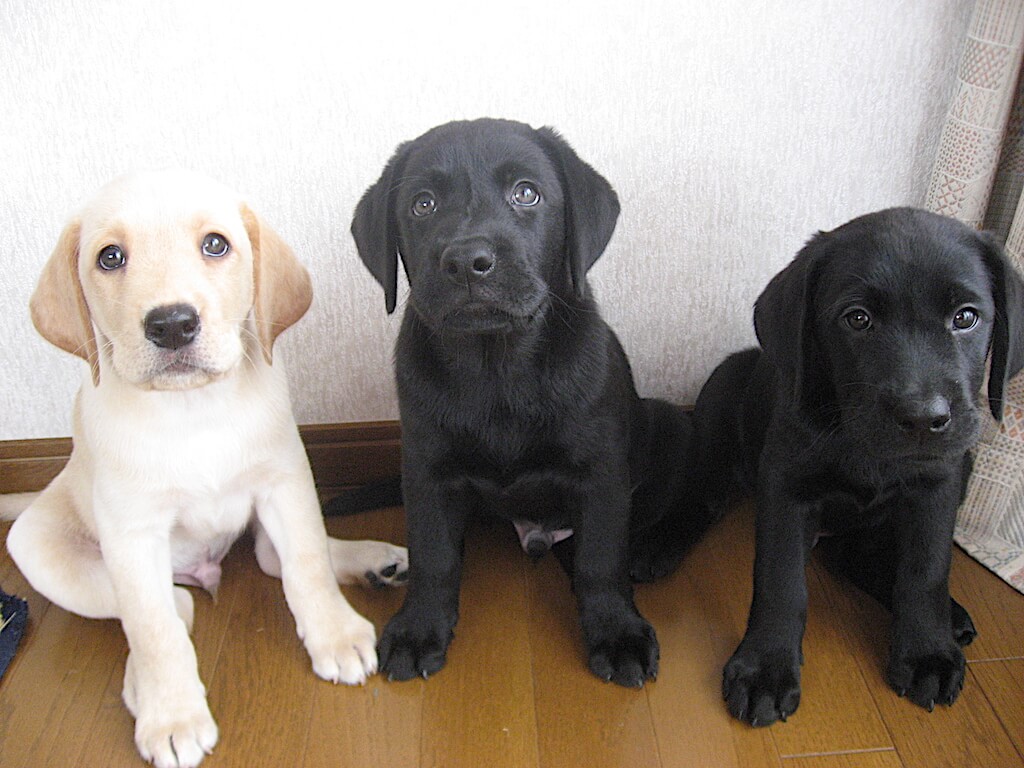 ラブラドールの赤ちゃん