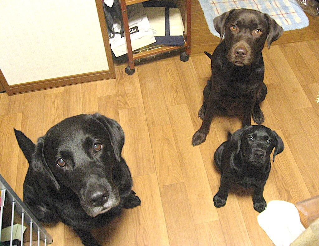 ラブラドールレトリバーの親子