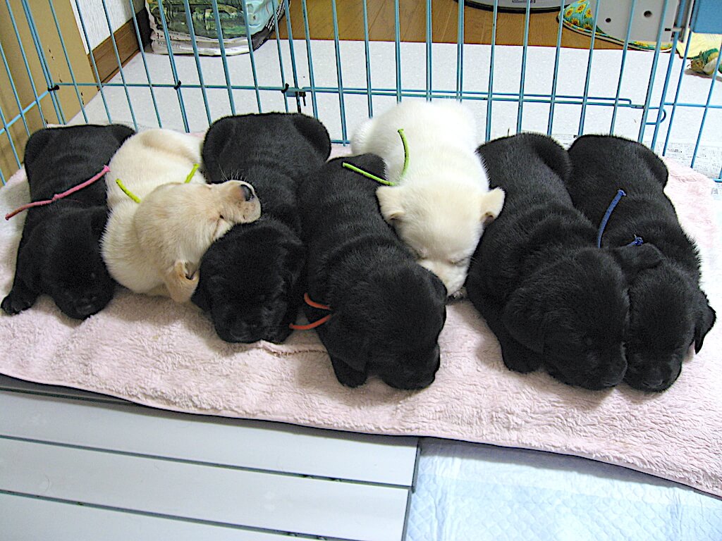 ラブラドールの赤ちゃん