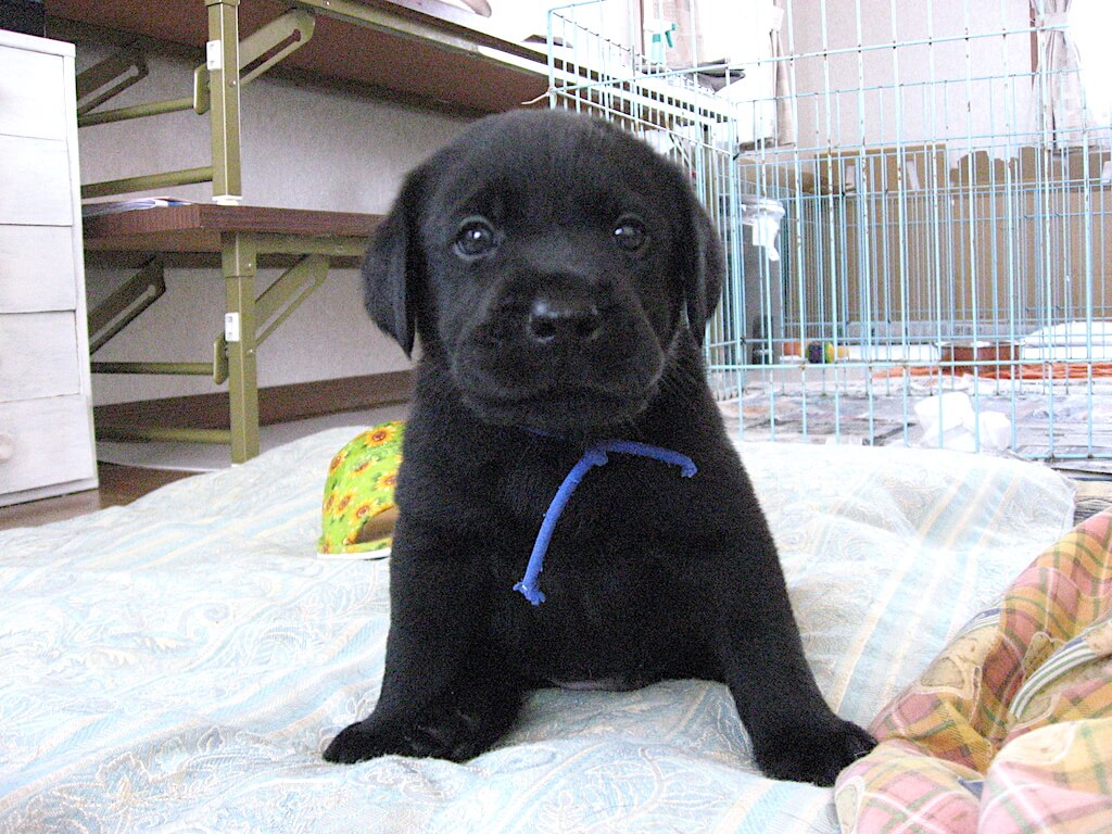 ラブラドールレトリバー