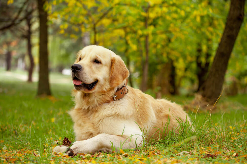 レトリーバー,エッセイ