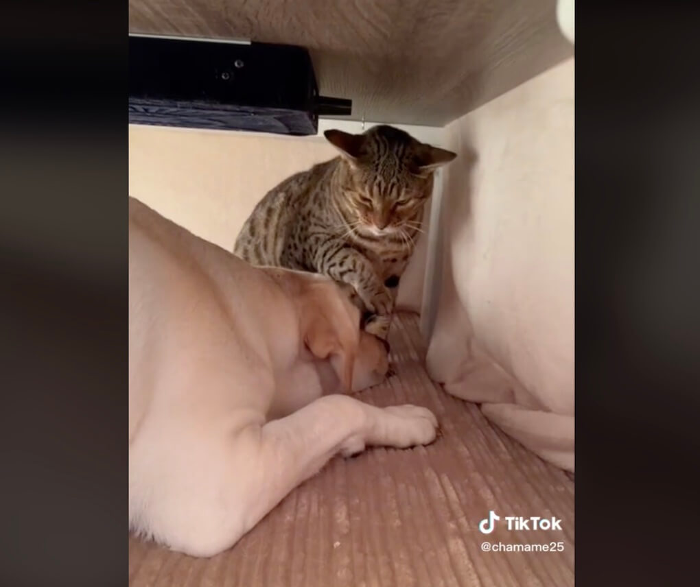 ラブラドールレトリーバー,動画