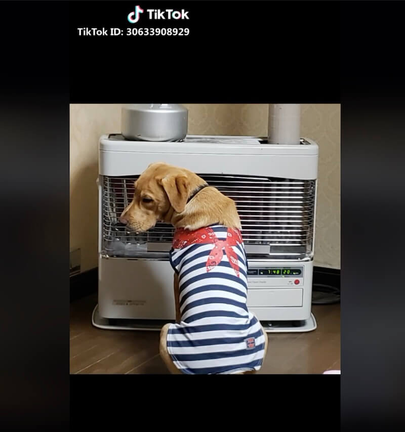 ラブラドールレトリーバー,動画