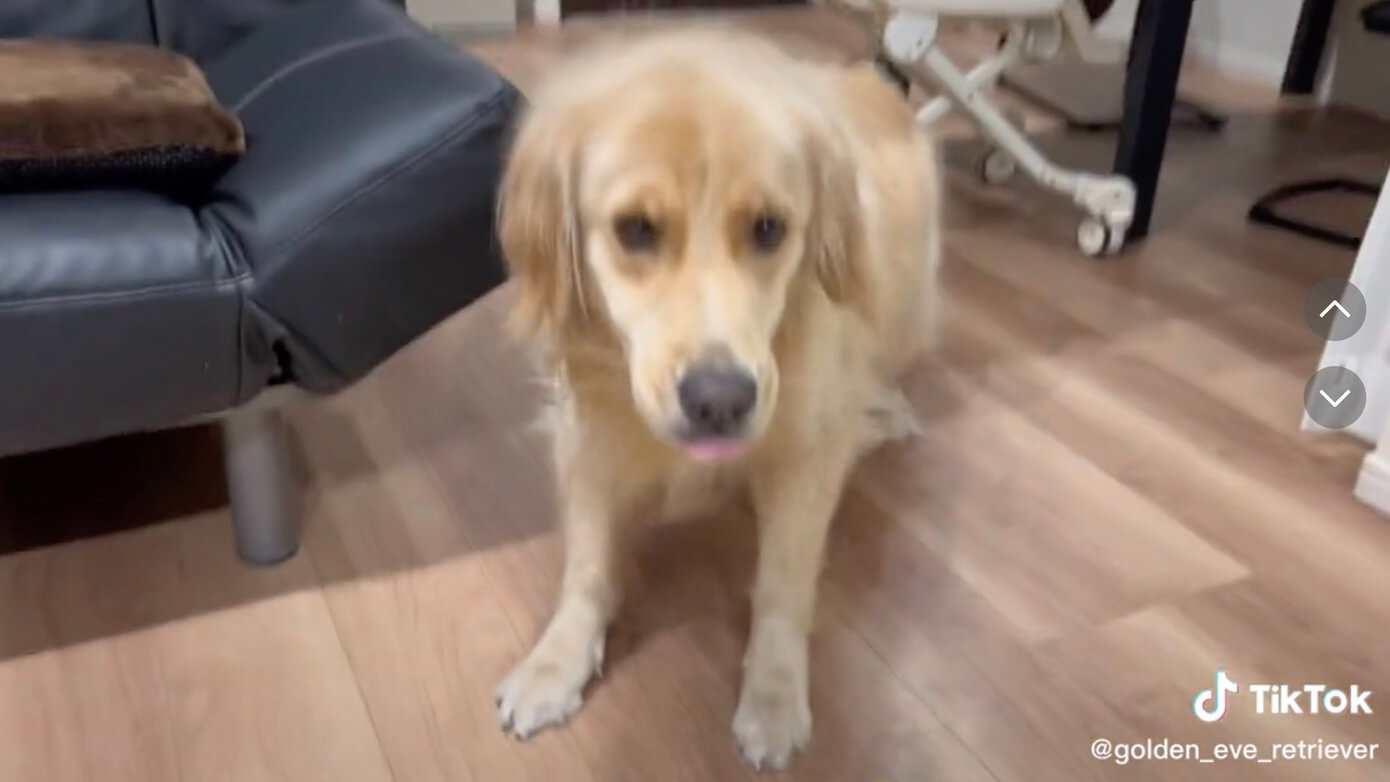 ゴールデンレトリーバー,動画