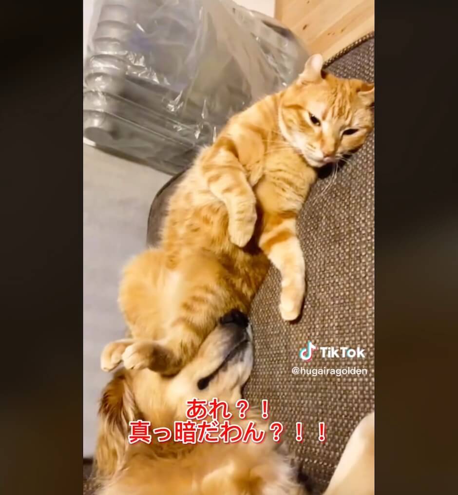 ゴールデンレトリーバー,動画