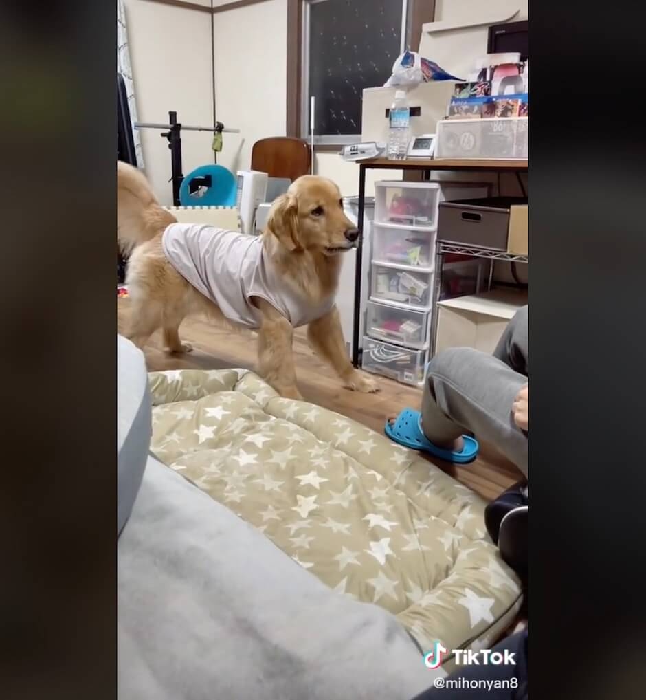 ゴールデンレトリーバー,動画