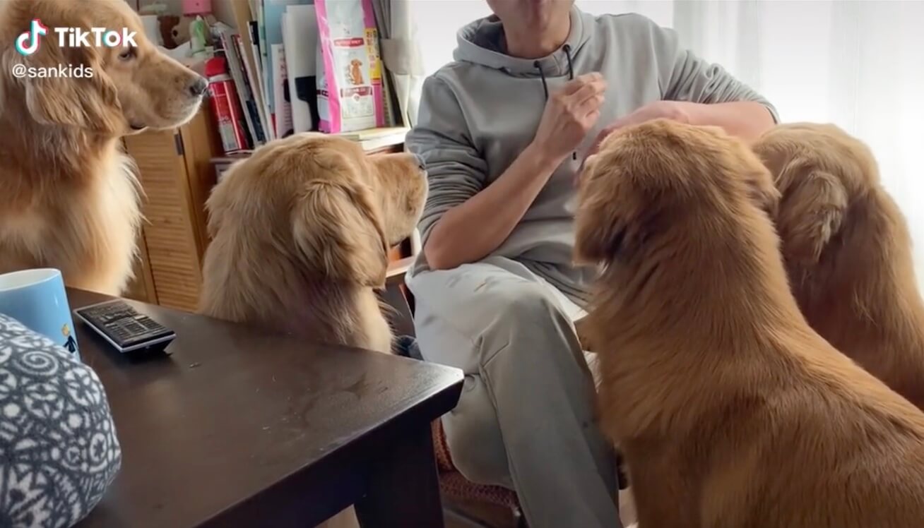 ゴールデンレトリーバー,動画