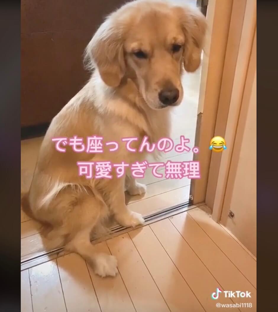 ゴールデンレトリーバー,動画