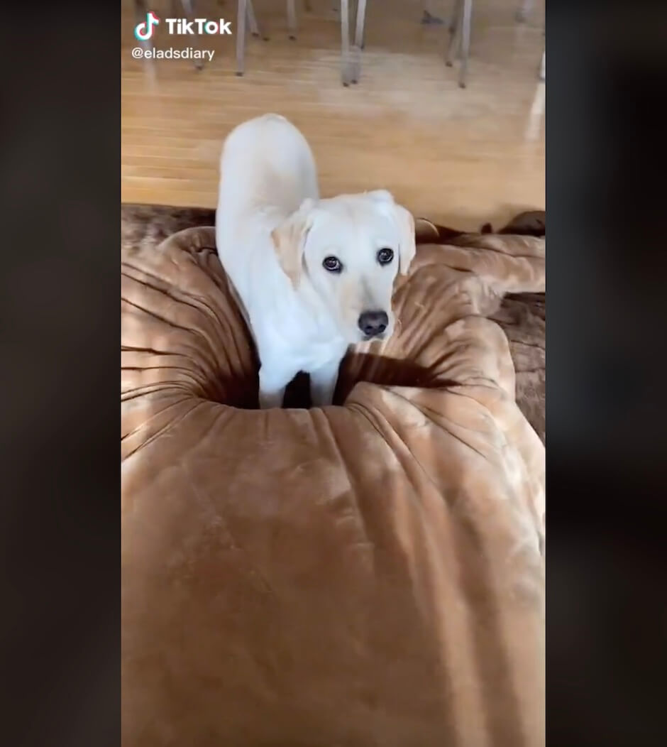 ラブラドールレトリーバー,動画