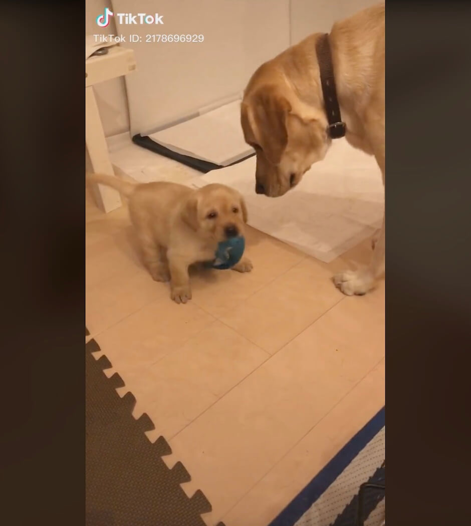 ラブラドールレトリーバー,動画