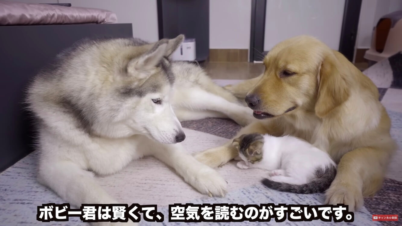 ゴールデンレトリーバー,動画