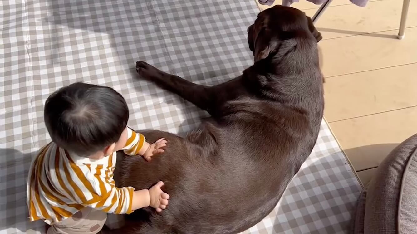 ラブラドールレトリーバー,動画