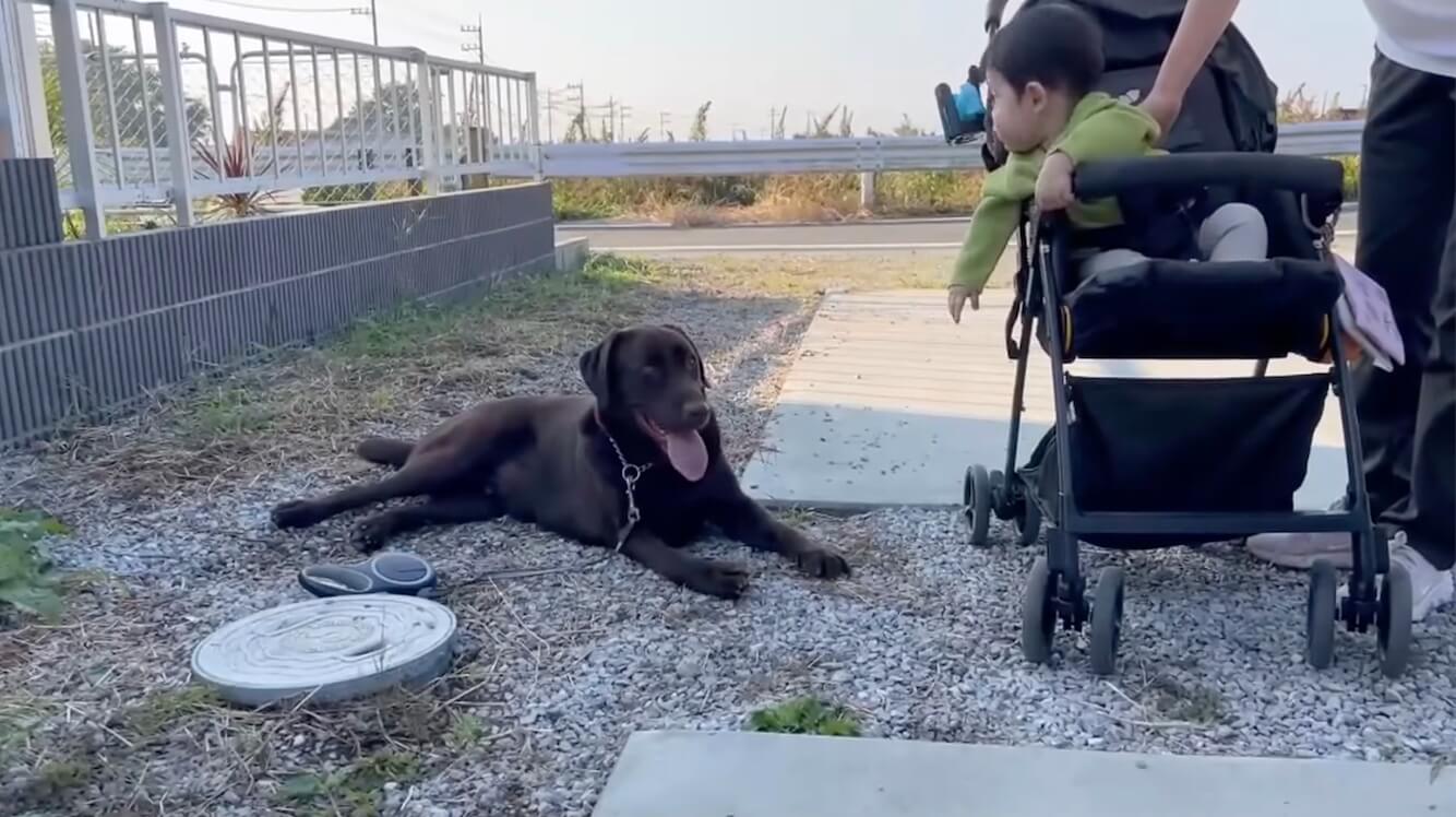 ラブラドールレトリーバー,動画