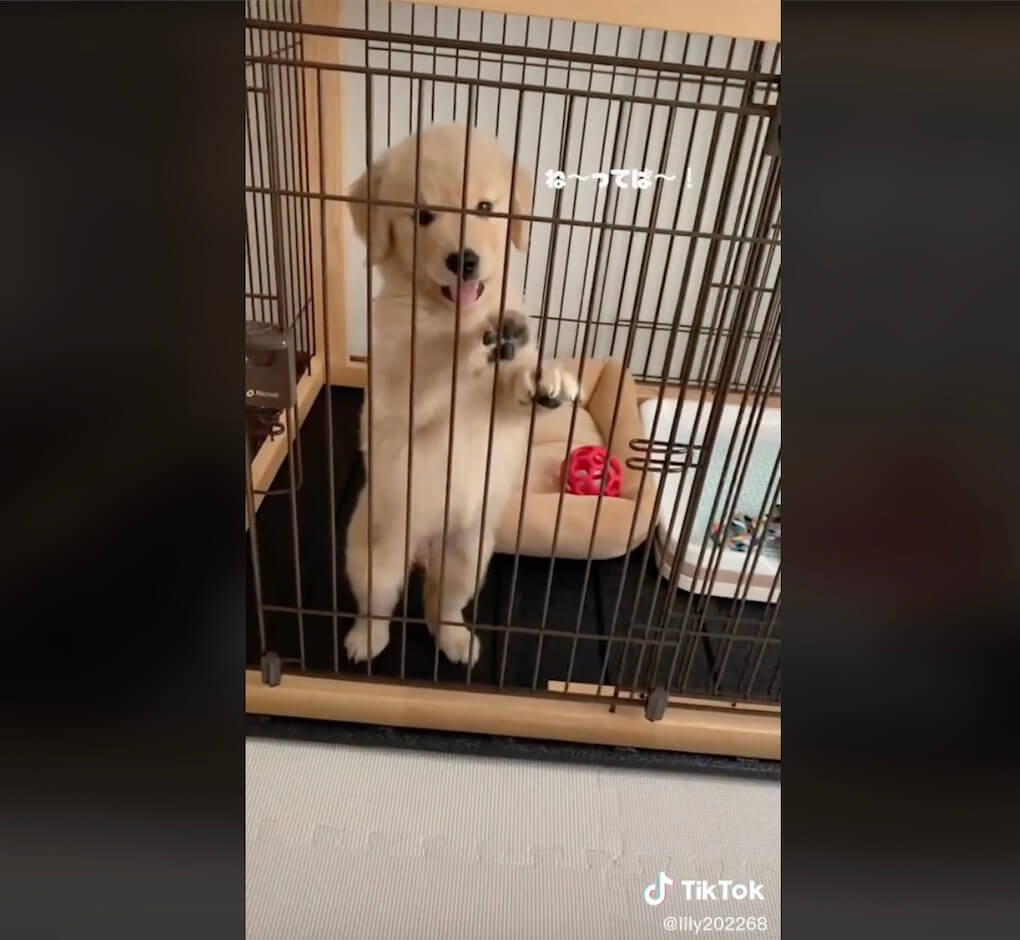 ゴールデンレトリーバー,動画