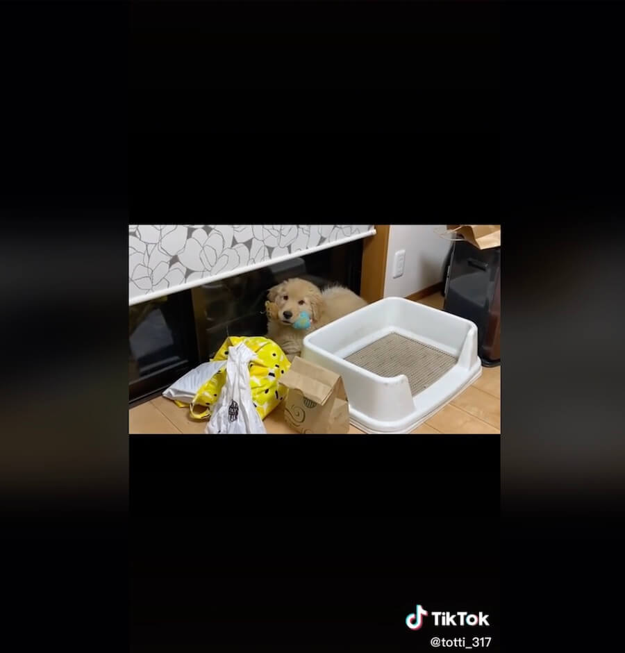 ゴールデンレトリーバー,動画