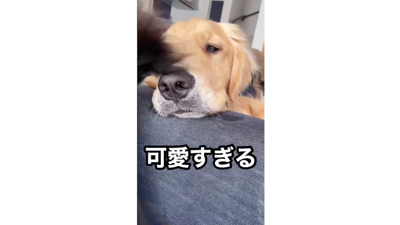 ゴールデンレトリーバー,動画