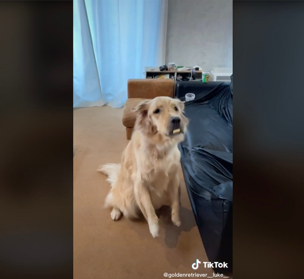 ゴールデンレトリーバー,動画