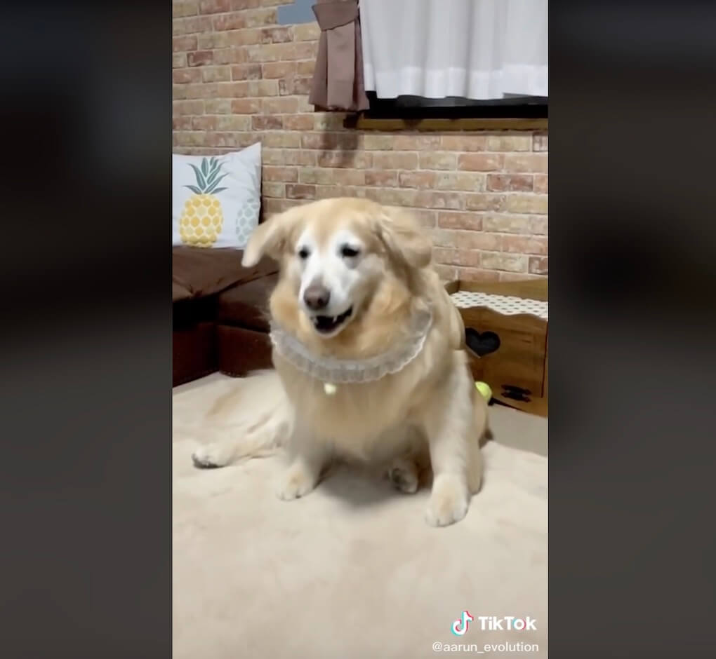 ゴールデンレトリーバー,動画