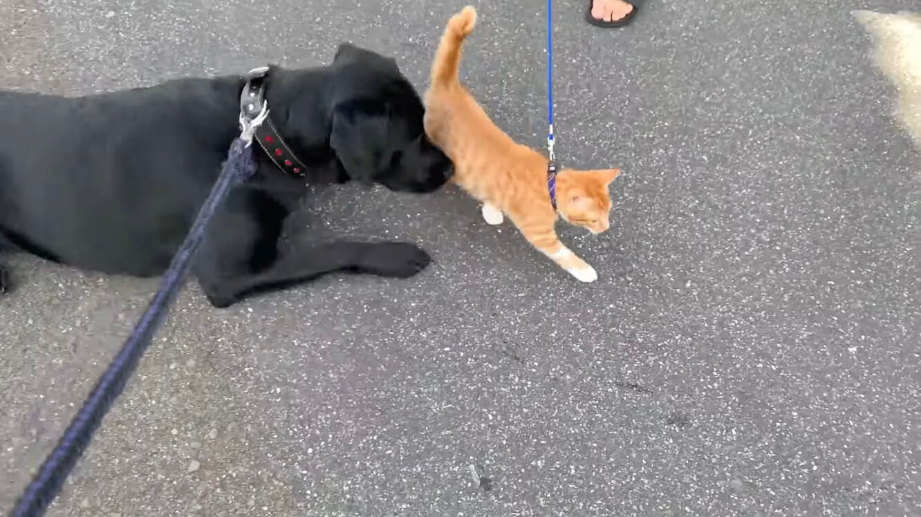 ラブラドールレトリーバー,動画