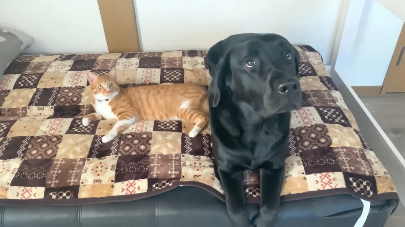 ラブラドールレトリーバー,動画